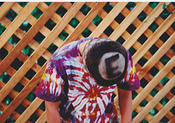 ethan head e